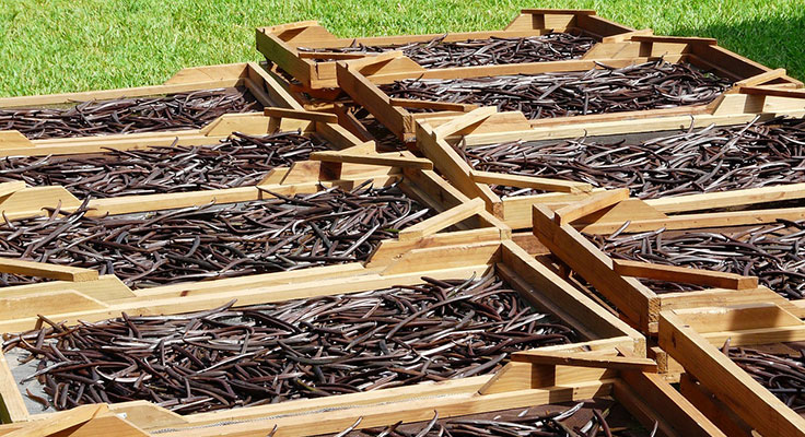 Vanilla beans drying in wooden trays outdoors.