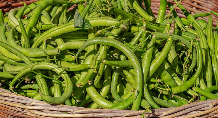 Basket of fresh green beans.