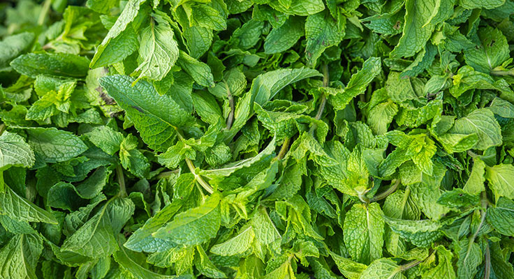 Fresh green mint leaves background