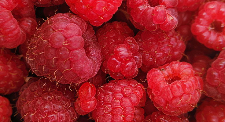 Close-up of fresh red raspberries.