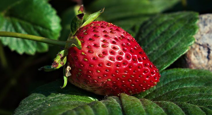 Ripe strawberry on leafy background.