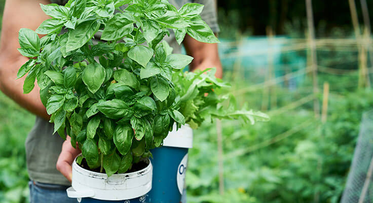 Person holding fresh basil in garden.