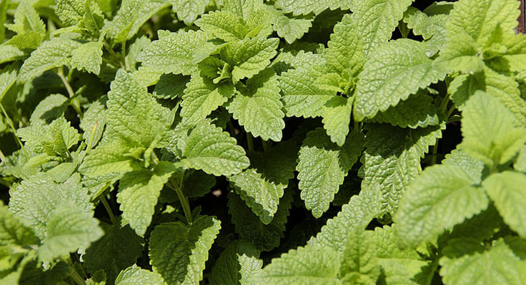 Fresh green lemon balm leaves in sunlight.