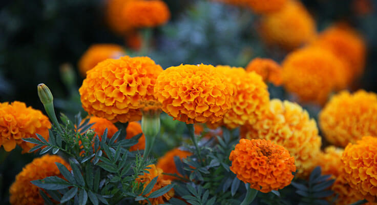 Vibrant orange marigold flowers in bloom.