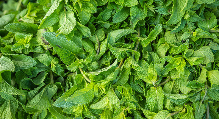 Fresh green mint leaves background.