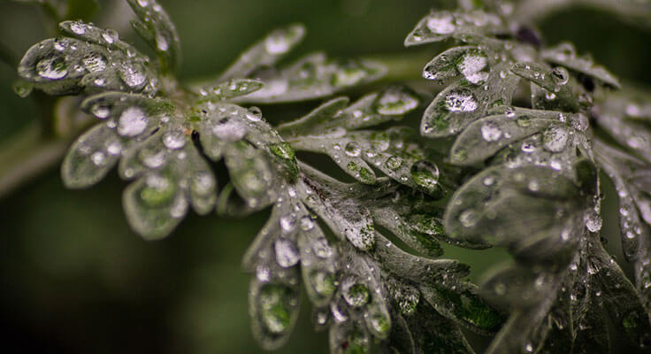 Dew drops on green fern leaves close-up.