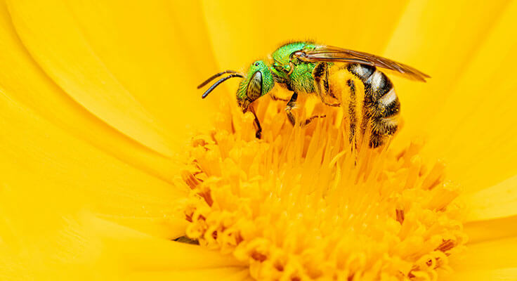 Green bee pollinating yellow flower.