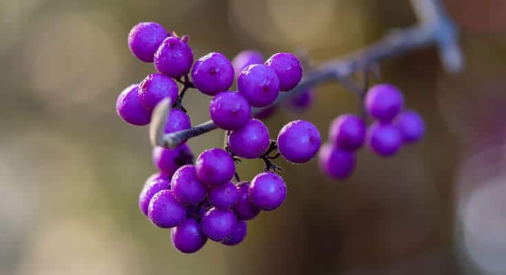 Vibrant purple berries on branch, nature close-up.