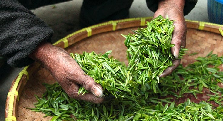 Hands sorting fresh green tea leaves in basket.
