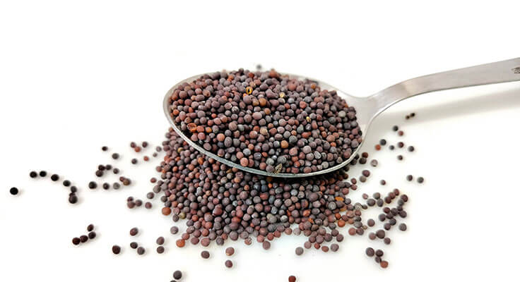 Spoonful of black mustard seeds on white background
