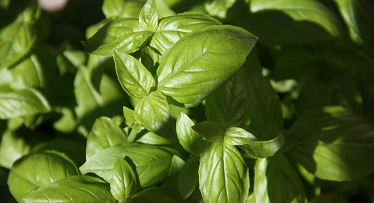 Fresh green basil leaves in sunlight.