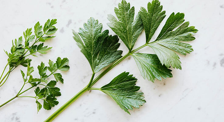 Fresh parsley leaves on a marble surface.