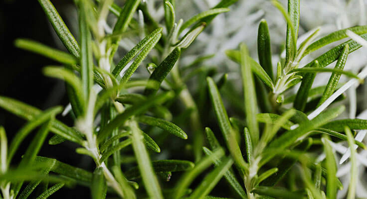 Fresh rosemary sprigs close-up.