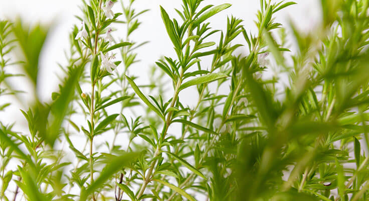 Fresh green rosemary herbs with tiny flowers.