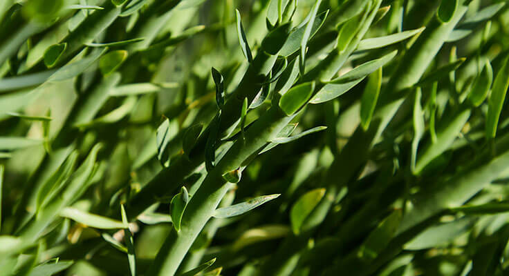 Close-up of dense green foliage in sunlight