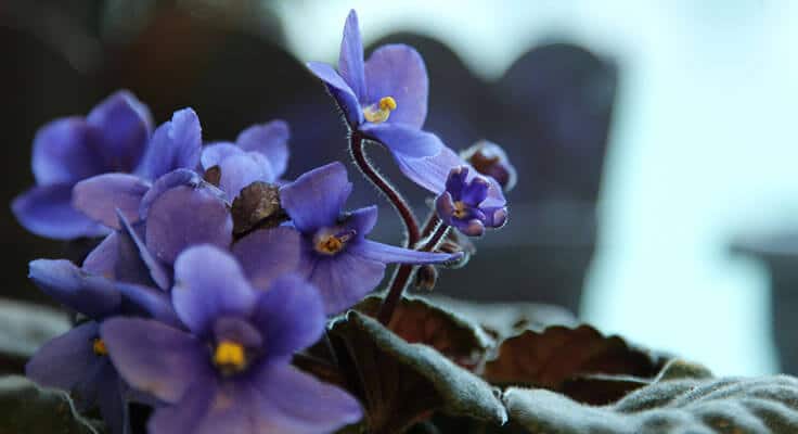 Vibrant purple African violets close-up.