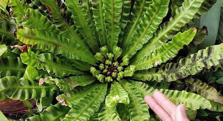 Bird's nest fern with green wavy leaves.