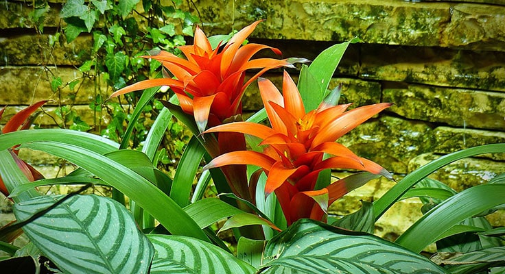 Bright orange bromeliads against a stone wall.