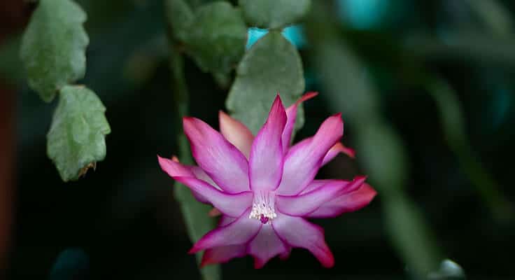 Vibrant pink cactus flower against dark foliage.
