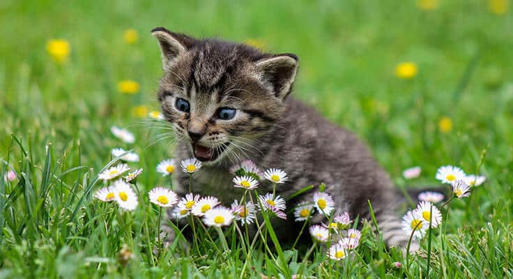 Kitten meowing amidst daisies on grass.
