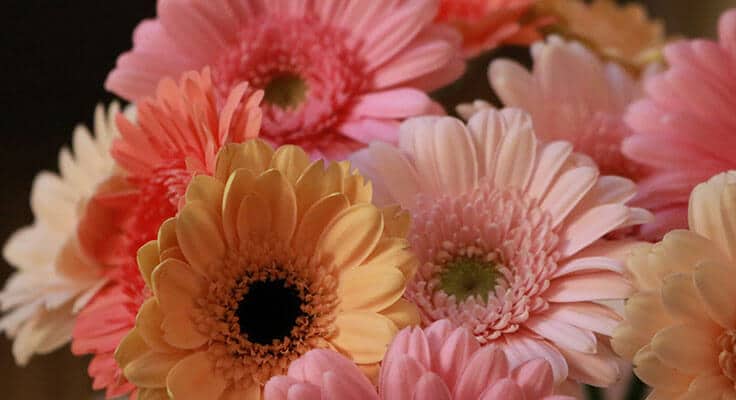Close-up of vibrant pink gerbera daisy flowers.
