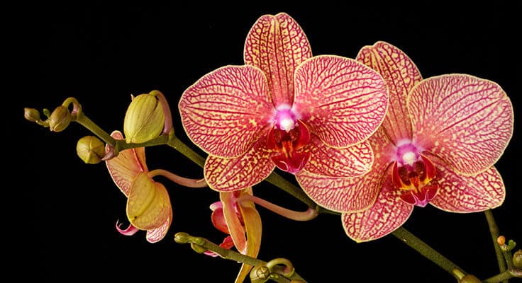 Pink and yellow striped Phalaenopsis orchids on black background.