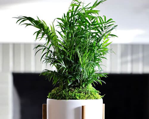 Indoor palm plant in a white planter.