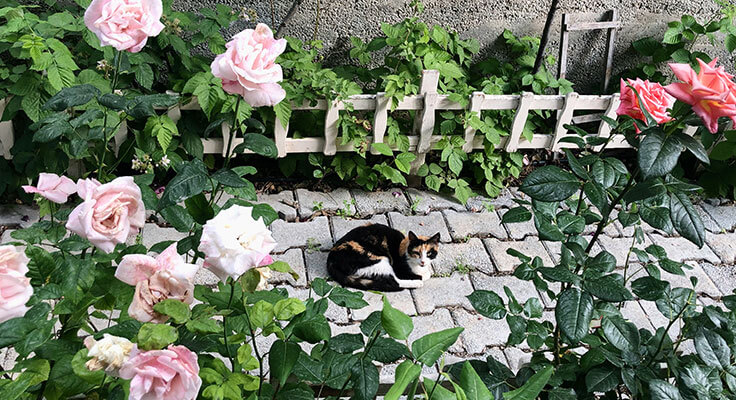 Calico cat among blooming pink roses by fence.