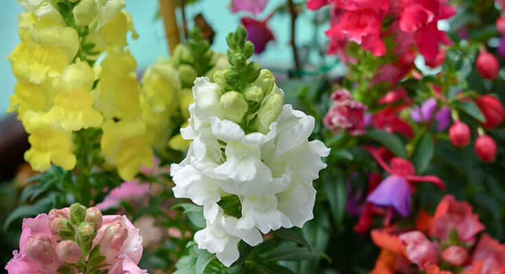 Colorful garden snapdragons in bloom.