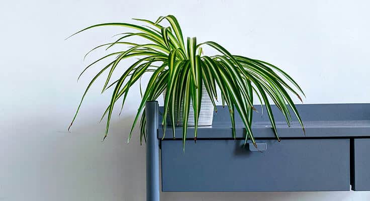 Spider plant on modern office desk.