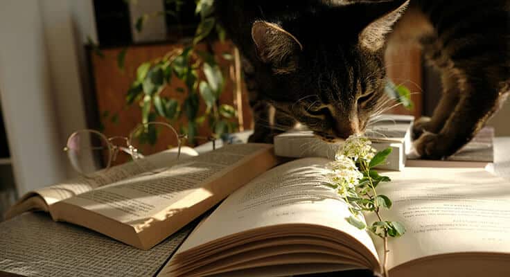 Cat sniffing flower on open book in sunlight.