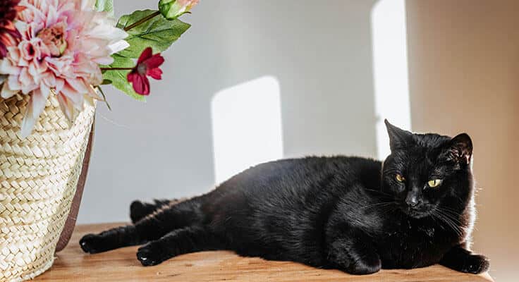 Black cat beside flower basket indoors.