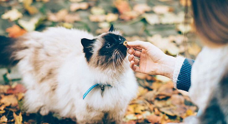 Feeding a cat