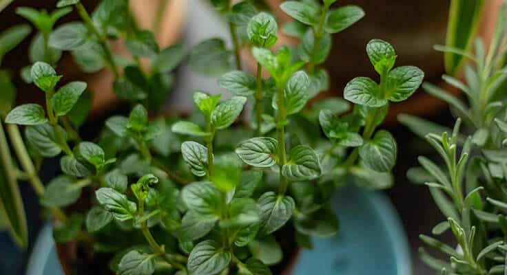 Close-up of fresh mint plant leaves.