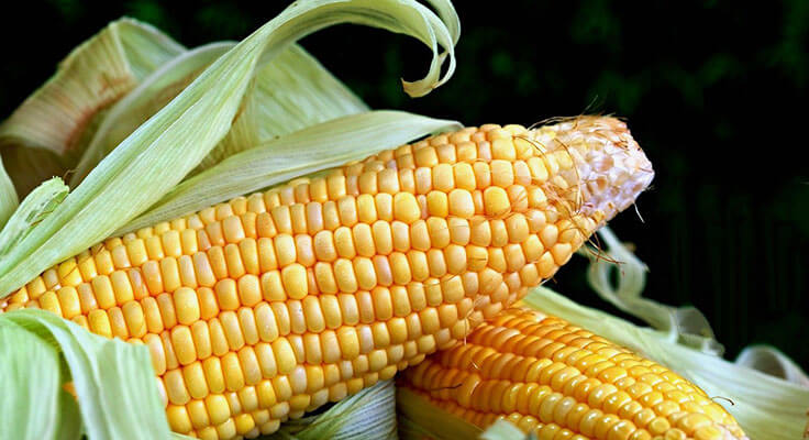 Close-up of fresh yellow corn on the cob