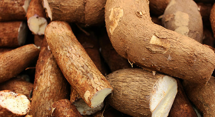 Pile of fresh cassava roots