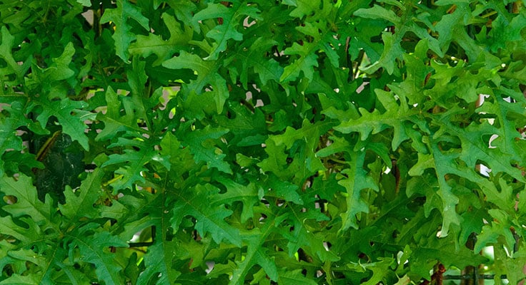Arugula