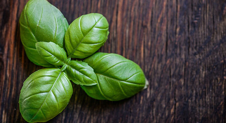 Fresh basil leaves on wooden table.