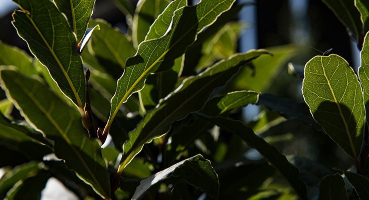 Close-up of green leaves in sunlight