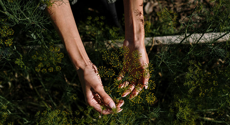 Hands above green plants in a garden