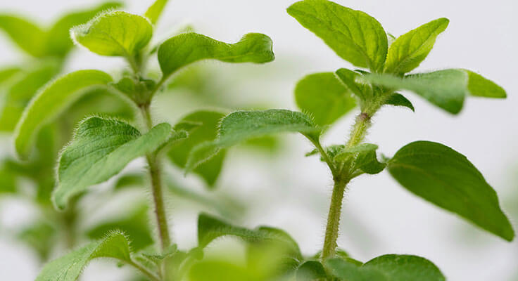Close-up of oregano plant leaves
