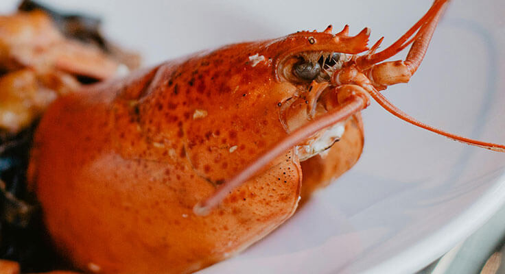 Cooked lobster on white plate