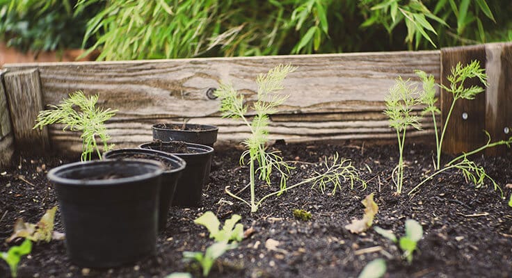 Garden bed with young plants and seedlings.
