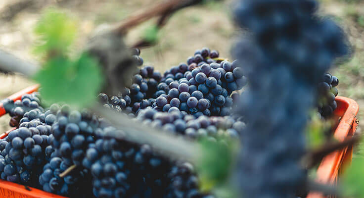 Freshly harvested purple grapes in a basket.