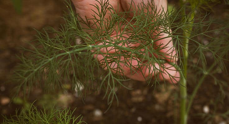 Hand holding fresh dill plant