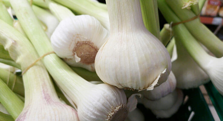 Close-up of fresh garlic bulbs