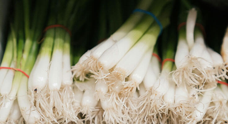 Fresh bunches of green onions