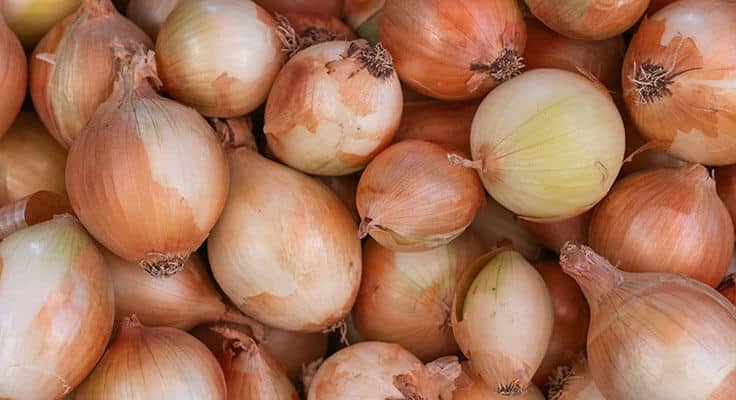 Fresh whole onions close-up view